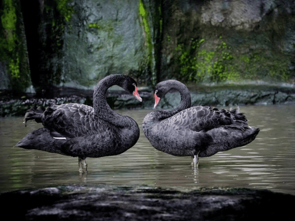 The Zoo at Dam Sen Park is one of the oldest urban zoos in Ho Chi Minh City (Source: Dam Sen Park)